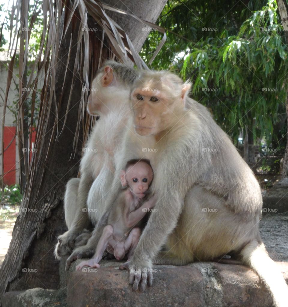 monkey family in India