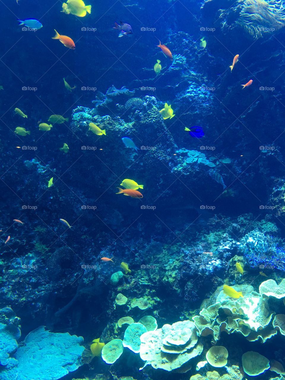 Fish in the Coral Reef