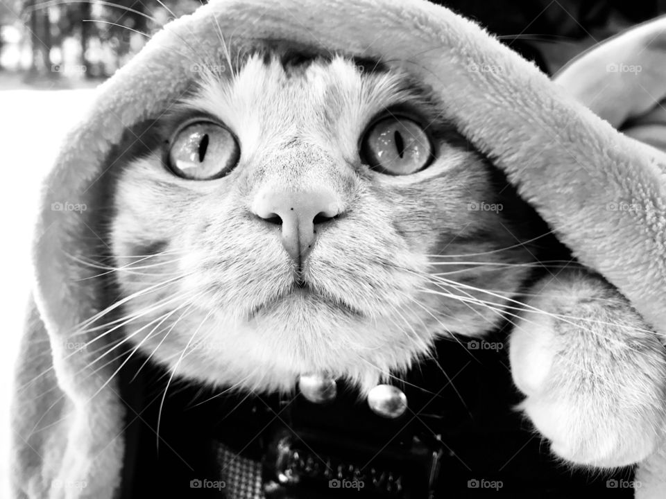 Darling black and white photo of tabby cat looking out from underneath a blanket!! 