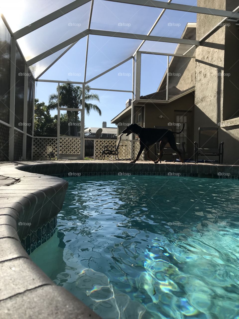 Pool with a dog in the background 