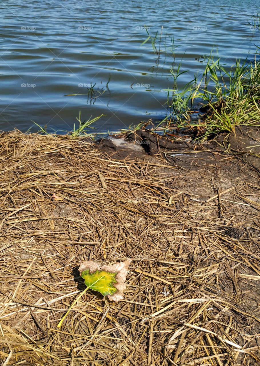 A fallen leaf on the beach