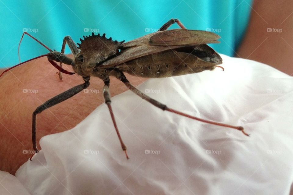 Gigantic , cool Insect