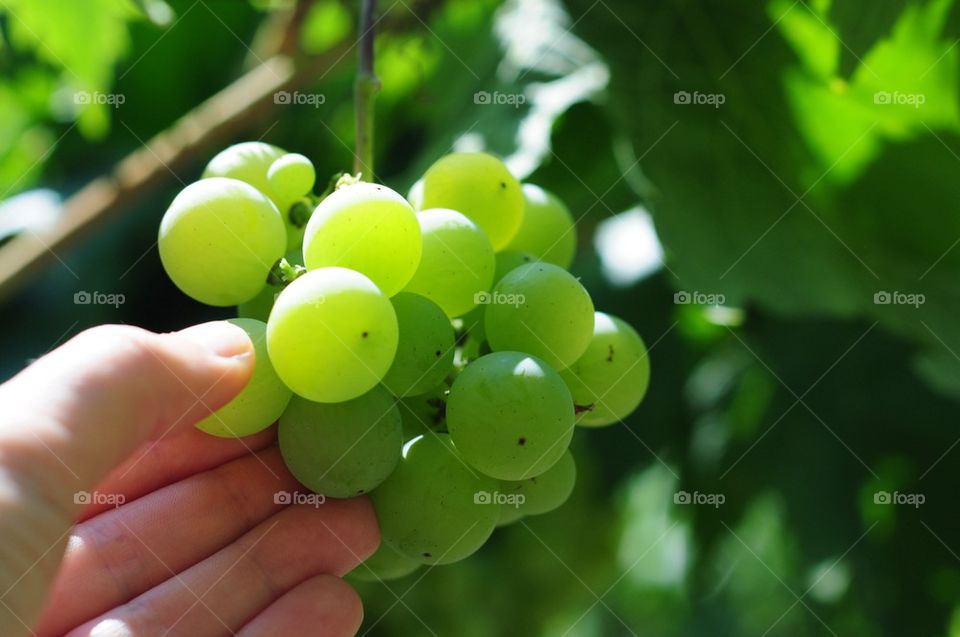 Grapes