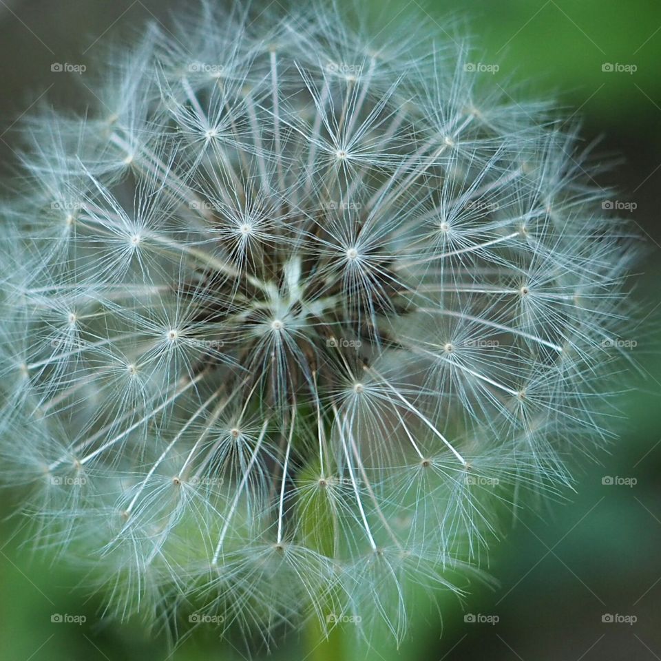 dandelion