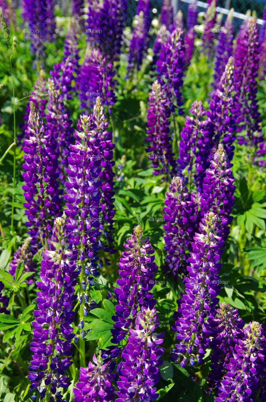 Exterior sunlight.  A lush bunch of purple lupines bask in the summer sun.