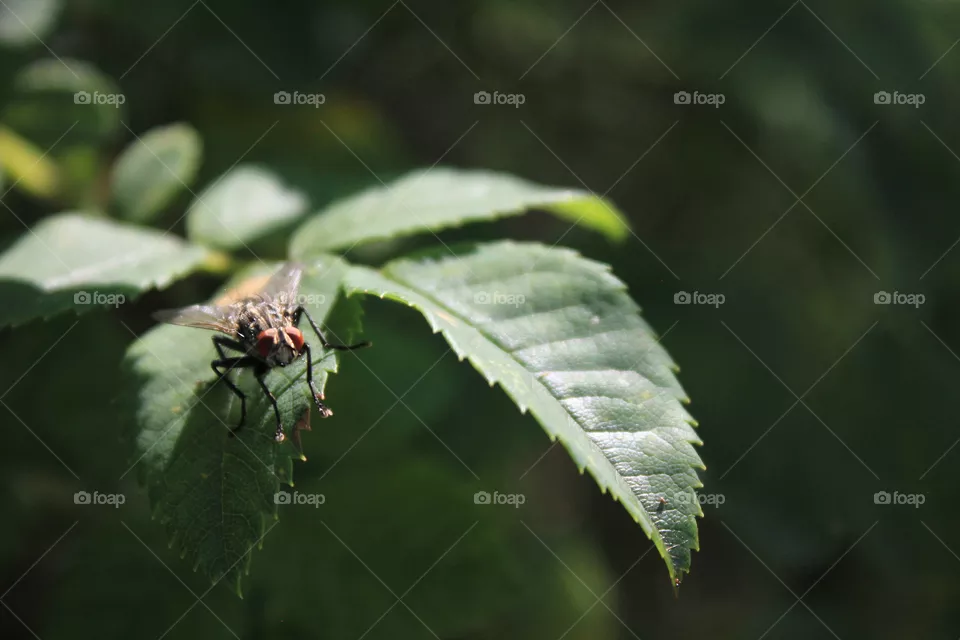 Fly