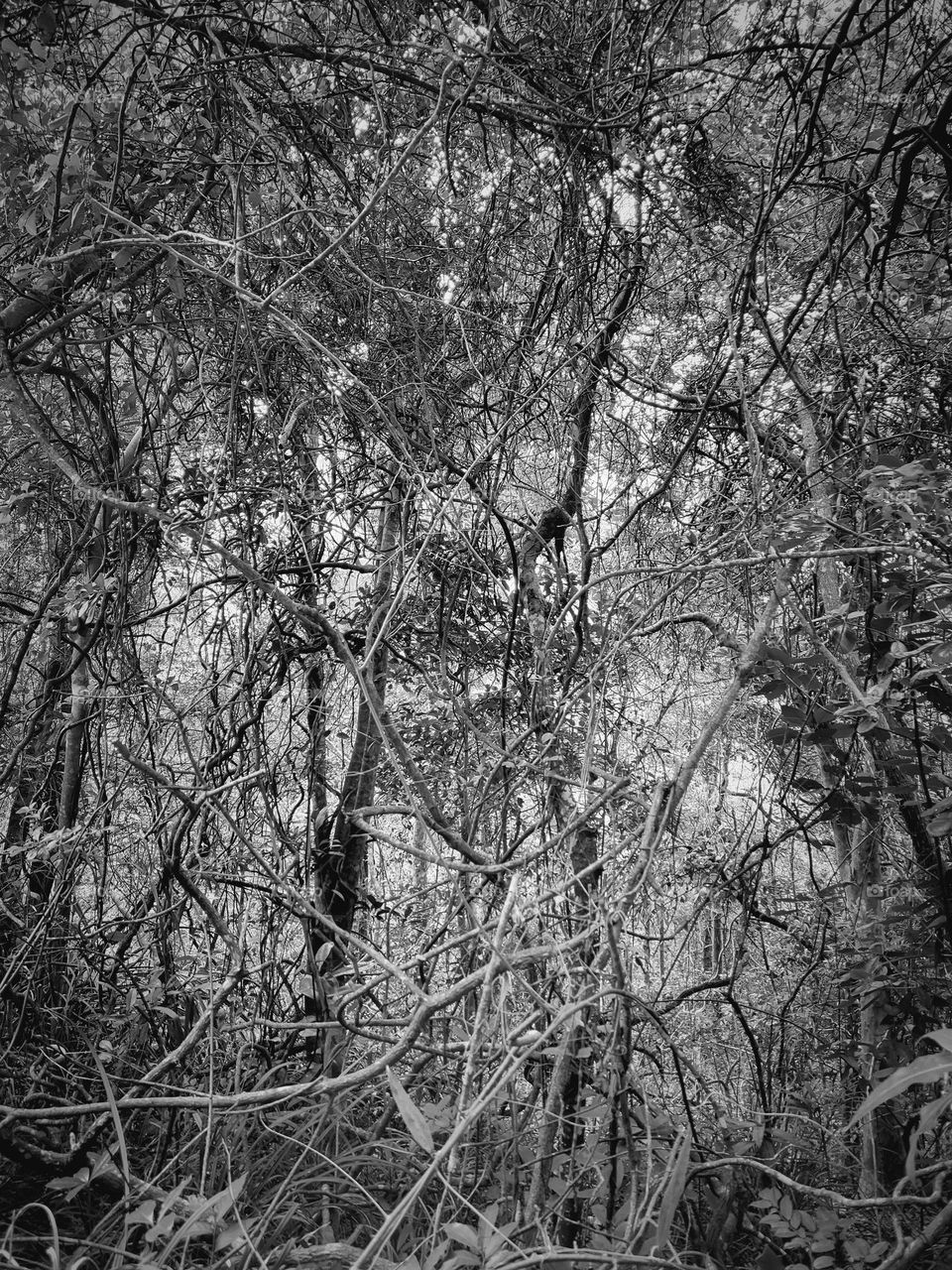 Entangled tree roots at Kadoorie Farm Hong Kong