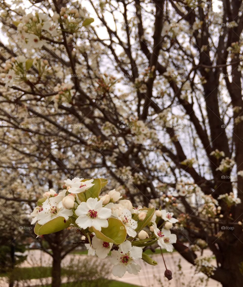 Spring blooms