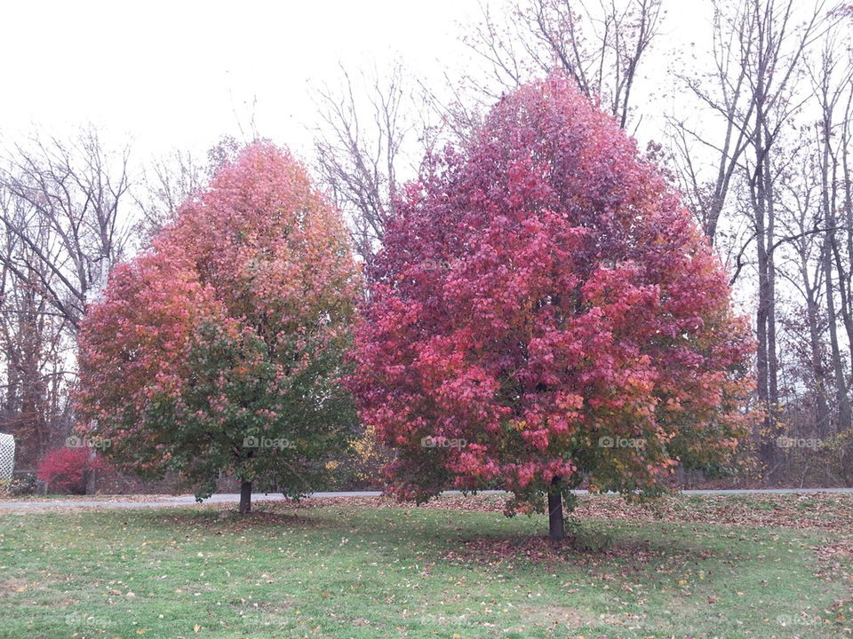 fall poplar trees