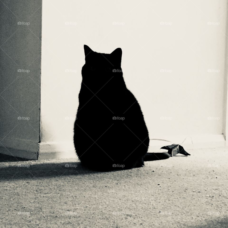 She sits and looks, she knows I’m not her human, but also she knows I’m the human that will feed her. She is the french shadow, the contrast of light is strong. 