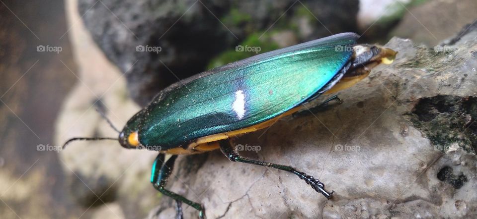 Buprestidae is a family of beetles known as ornamental beetles because of the shiny color on their bodies.