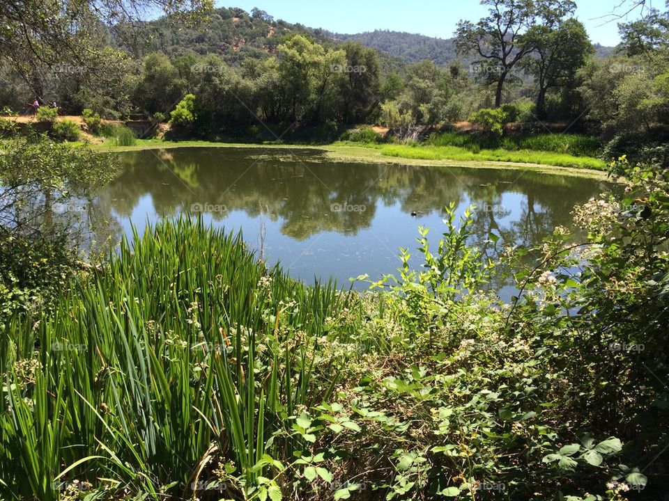 Averie's pond