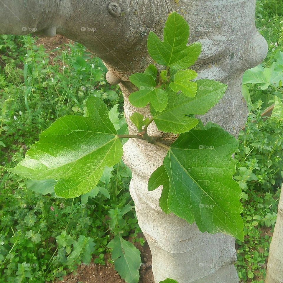 Beautiful green  leaves of a plant.