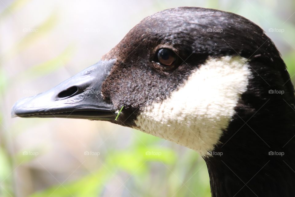 Canadian Goose in Northern Ohio, USA