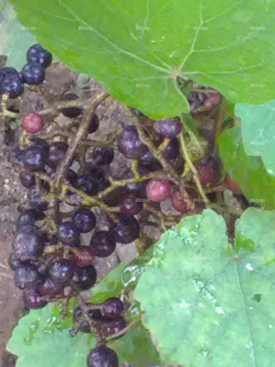 A bunch of wild grapes roaming in the forest, which is delicious sweet-sour in the food.