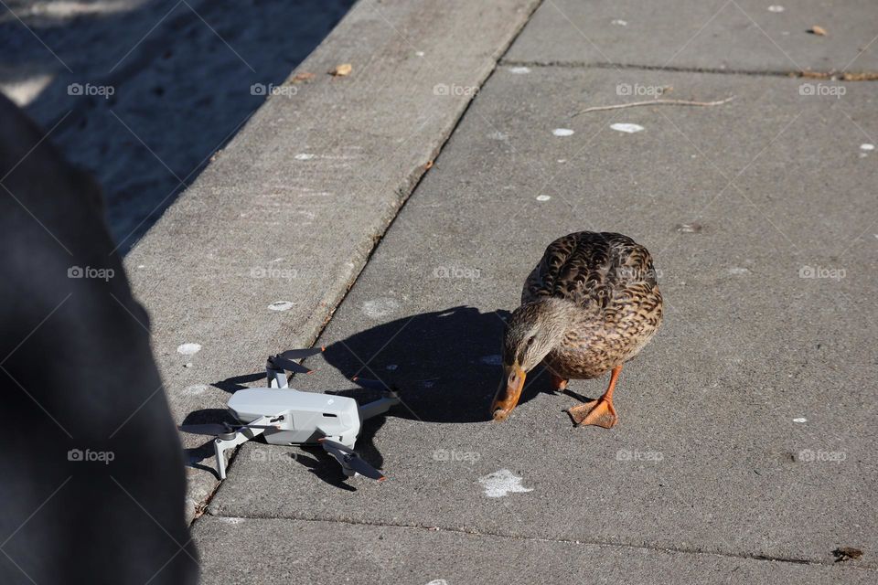 A mallard meets another flying creature