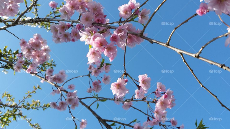 Flower, Cherry, Branch, Tree, Nature