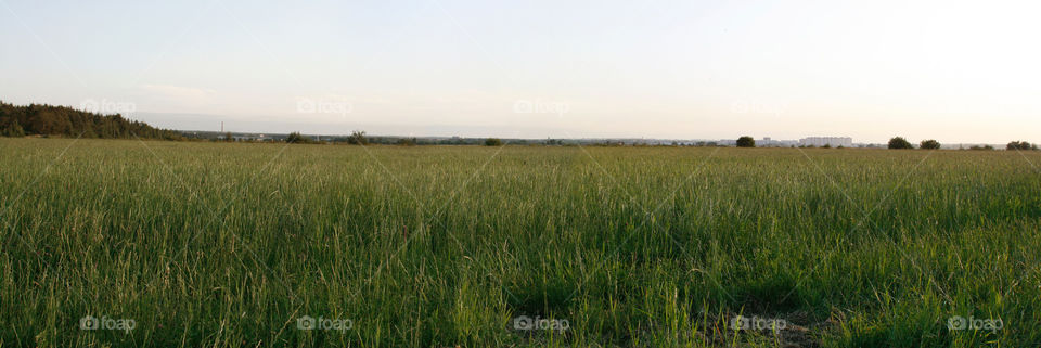 Panorama of field 