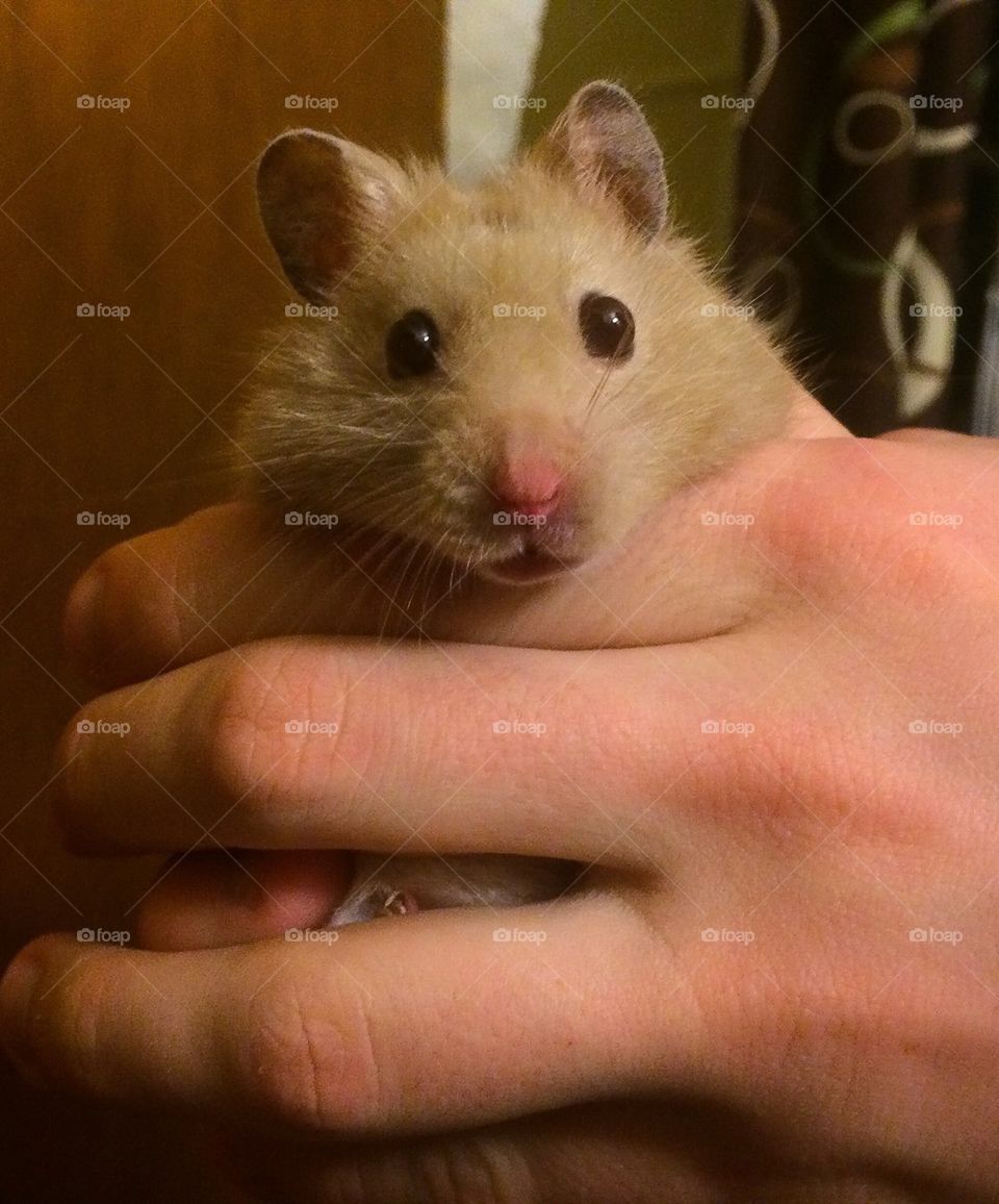 Handsome Hamster