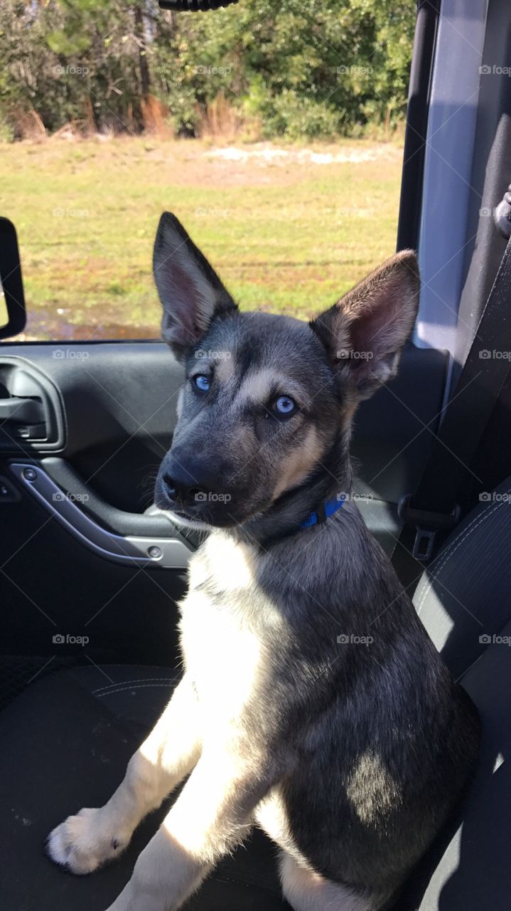 Car riding puppy is not impressed
