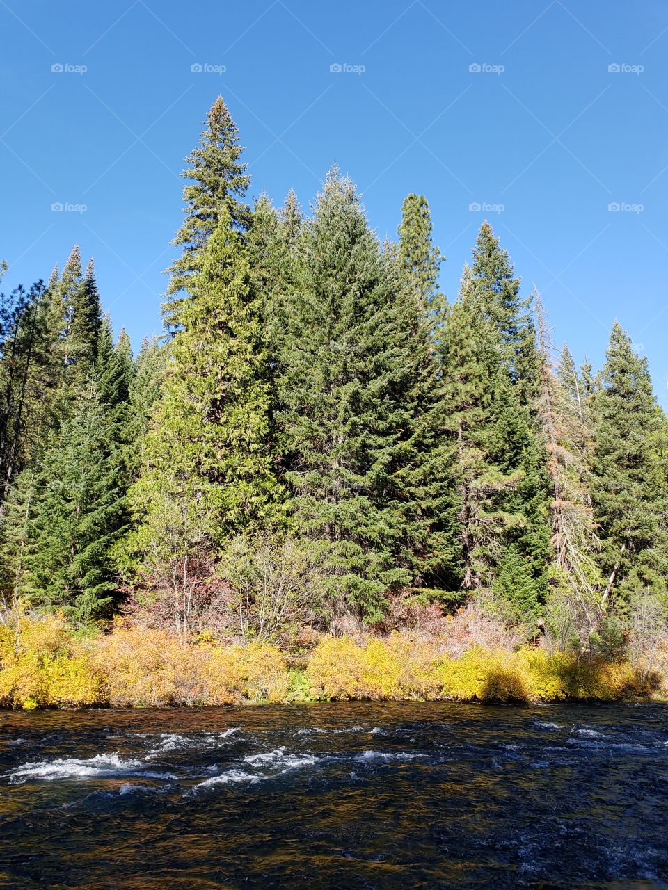 Stunning fall colors on the riverbanks of the turquoise waters of the Metolius River at Wizard Falls in Central Oregon on a sunny autumn morning. 