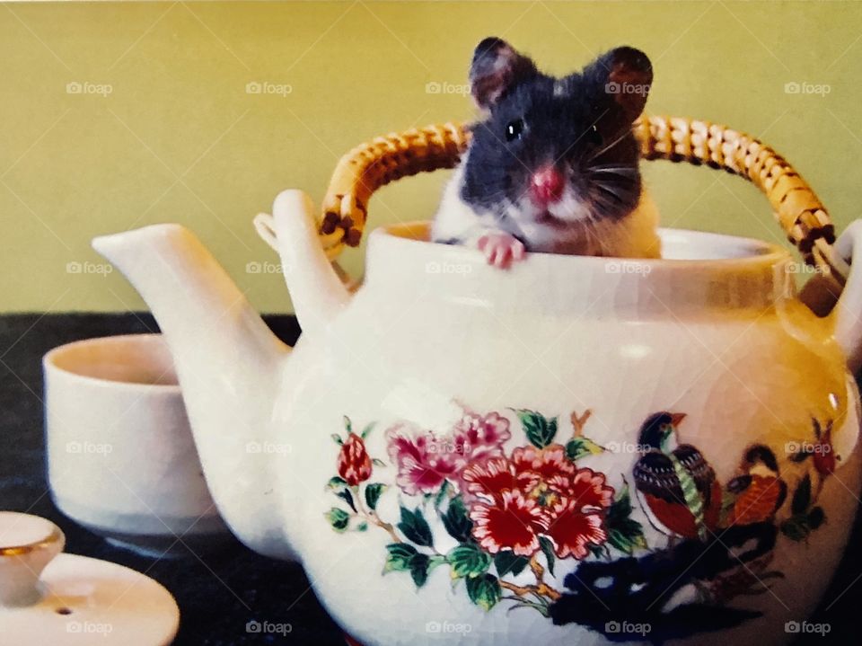 Noah hamster in a tea pot