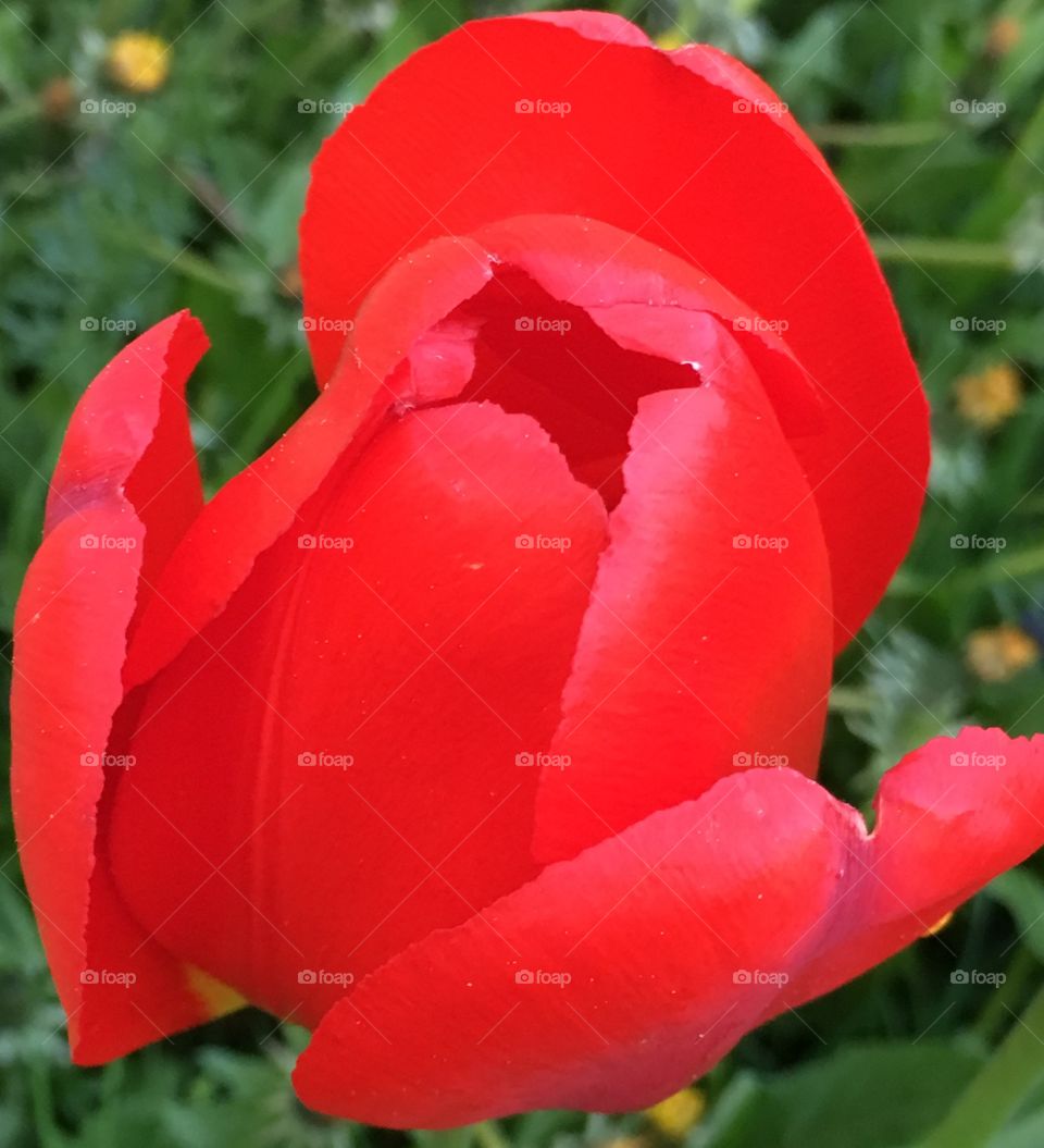 red tulip