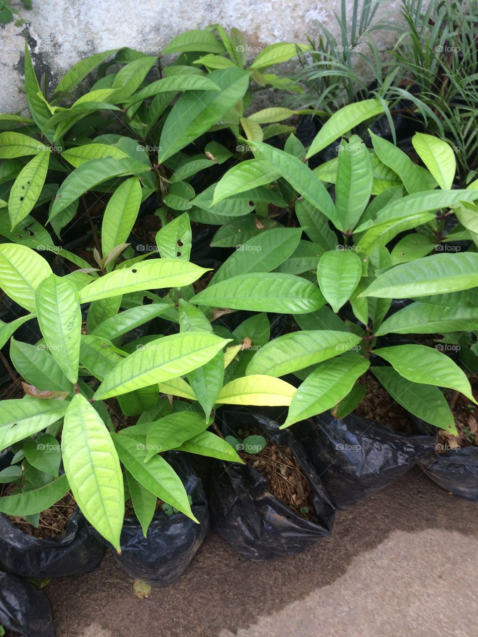 Mango Saplings 