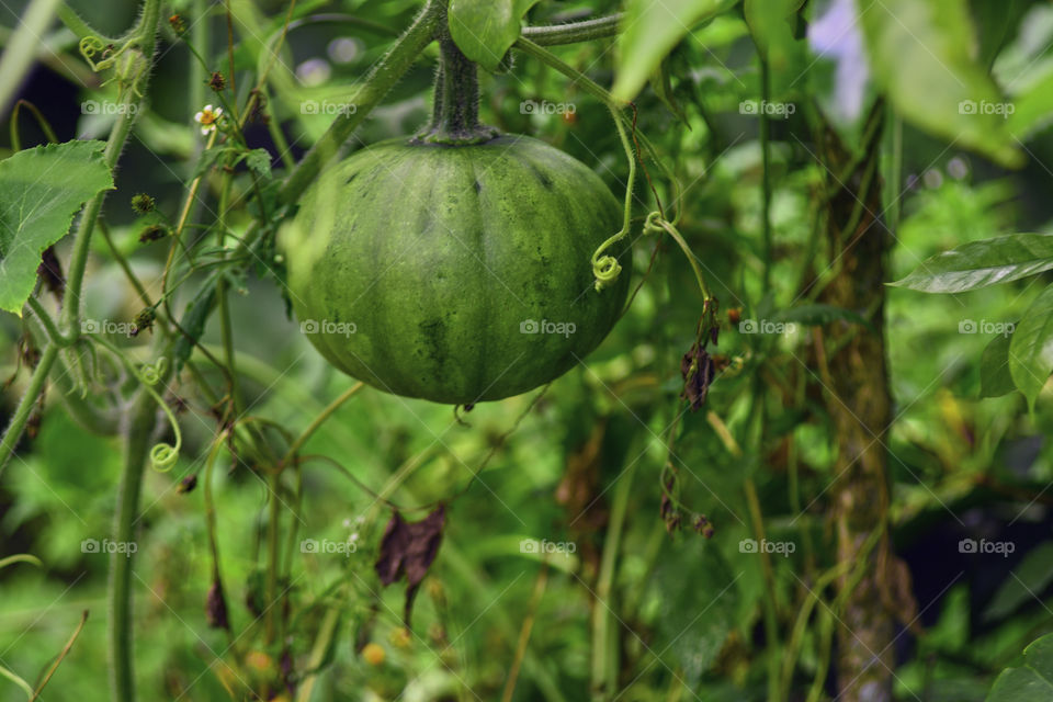 Cultivation of pumpkin