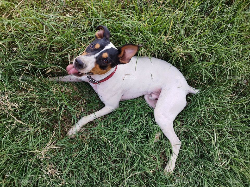 happy dog lying on the grass in the field