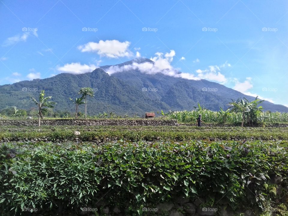 Mount Ciremai/Cereme (or Ciremay) is a dominating symmetrical stratovolcano in West Java, Indonesia. It is located to the southwest of the major town of Cirebon. Mt Ciremai is strikingly visible towards the south from the main west-east corridor (Jakarta-Surabaya) rail link along the north coast of Java. It is the highest point of West Java. (source: wikipedia)