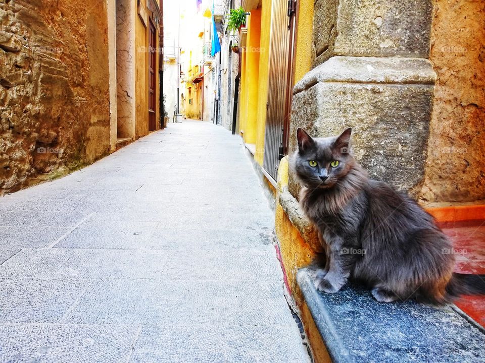 Gray cat in the alleys of s.  Giovanni a Piro in Campania