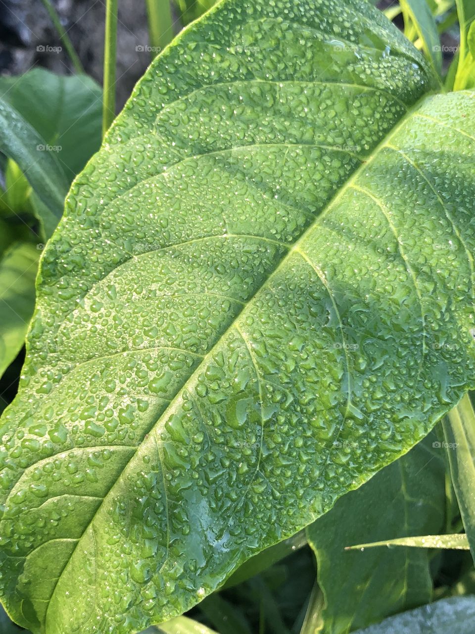 Morning dew on leaf