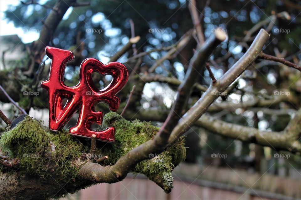 love in a tree