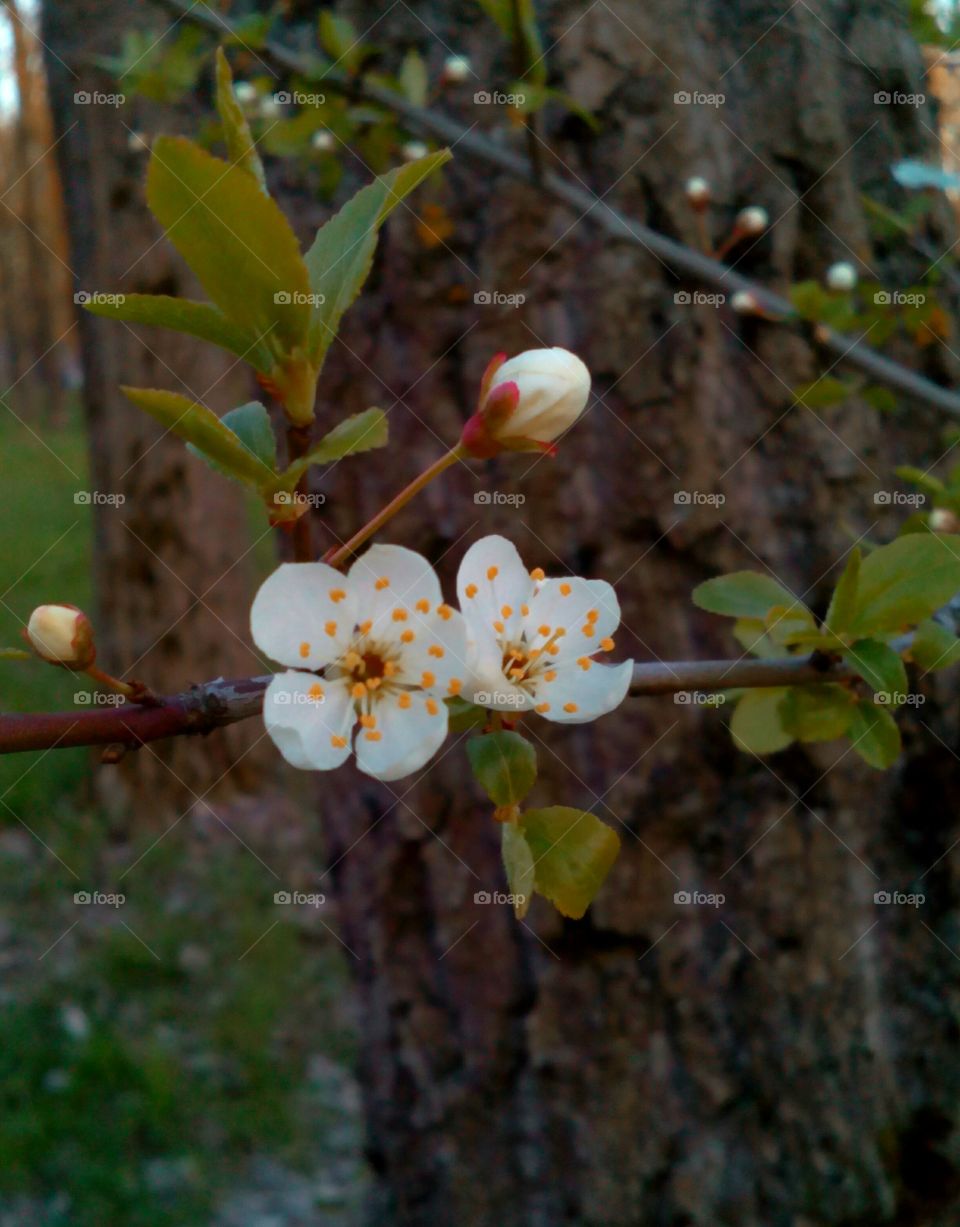 Flower, Nature, Tree, Branch, Flora