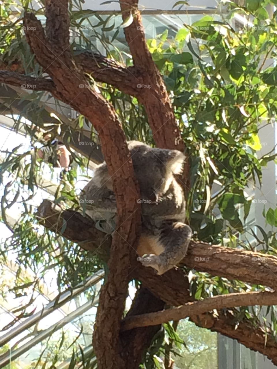 Sleeping on the tree, in Australia 
