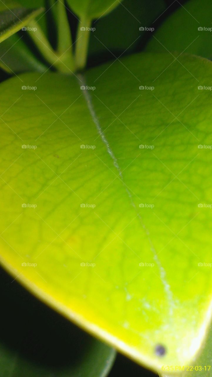 Closely focused green leaf of small green plant captured during night