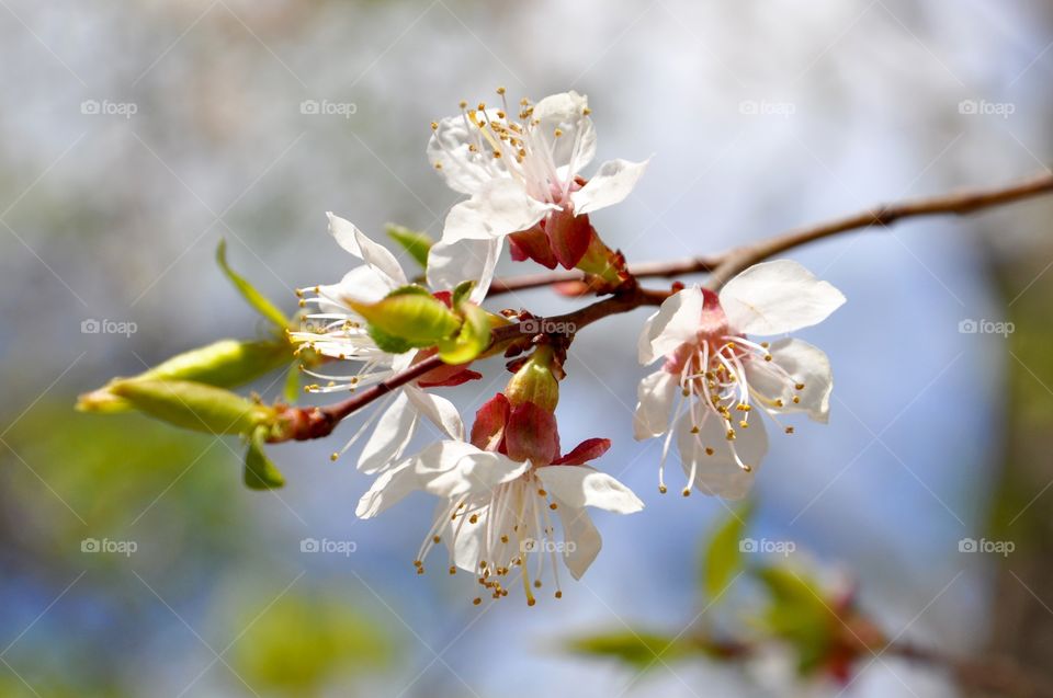 White blooming tree branch