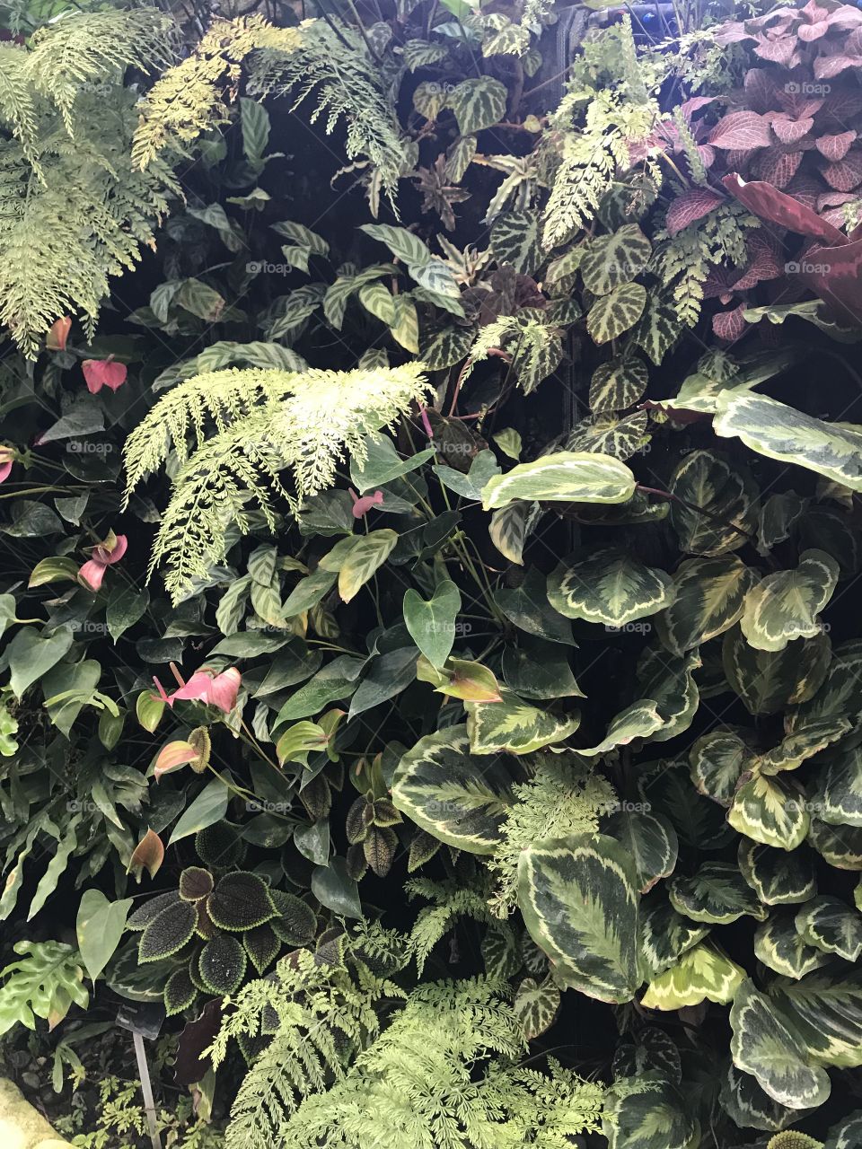 A growing wall rich in color and texture