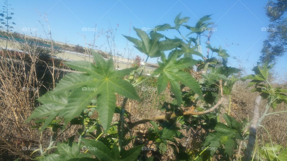 Nature, Flora, Leaf, Summer, Tree