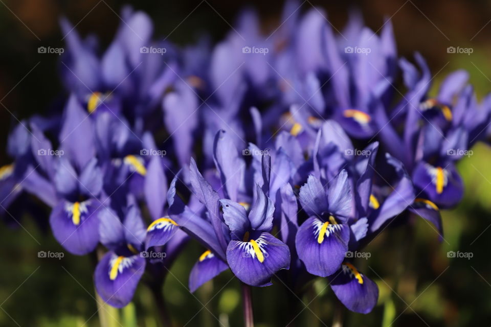 Purple flowers in early spring 