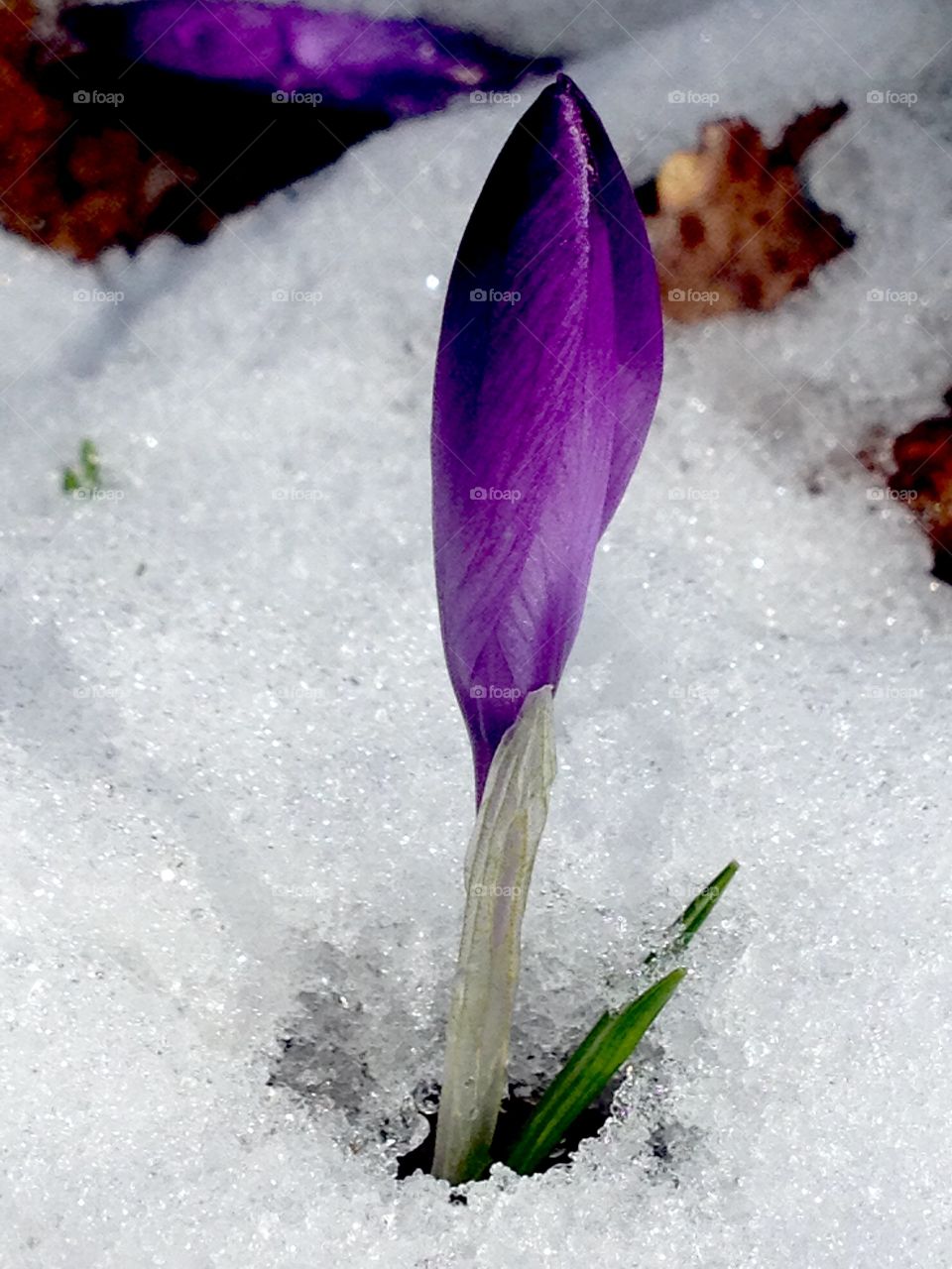 The spring is coming