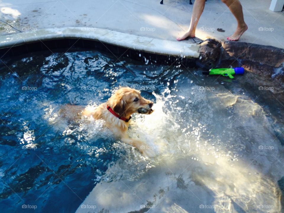 Dog in pool. Dog couldn't resist joining kids in pool