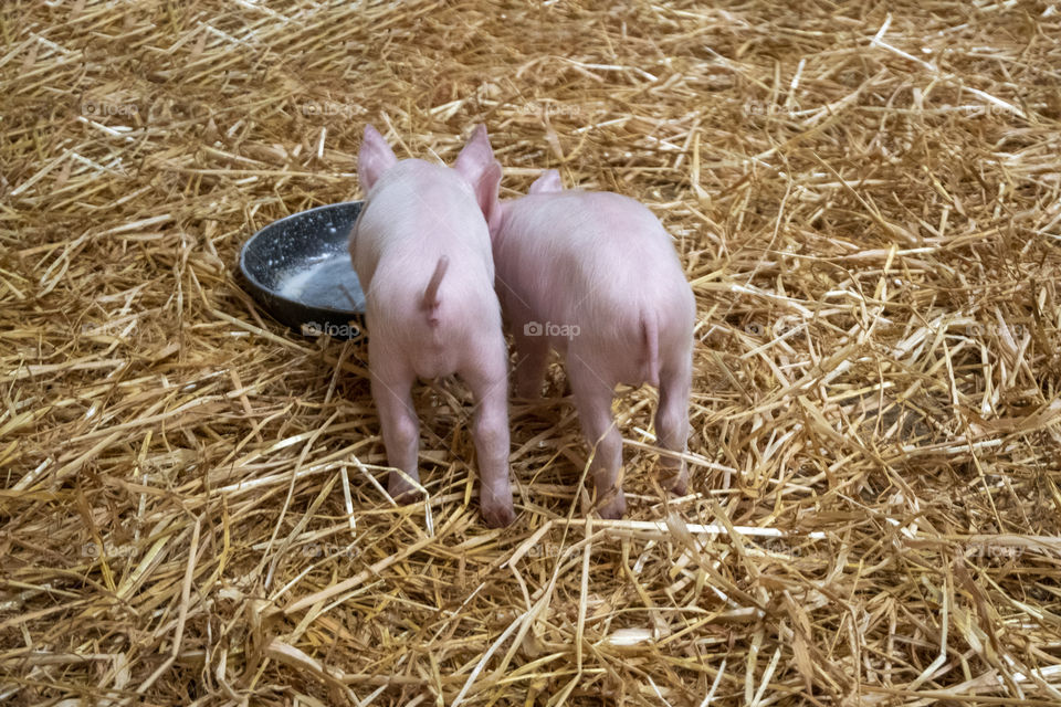Baby Pigs on the Farm 