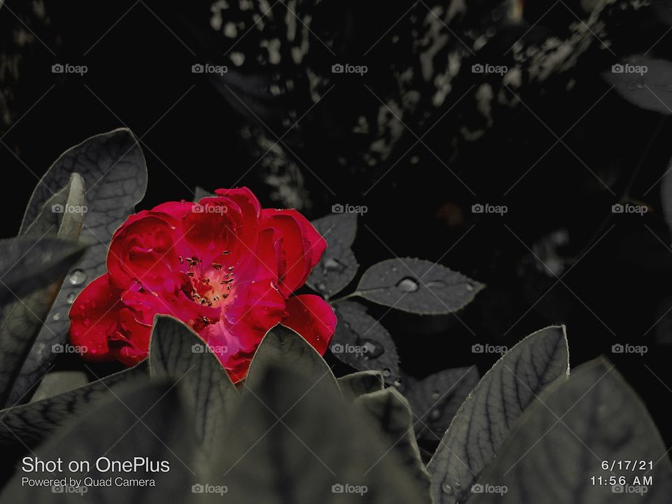 Red Rose with camera effect