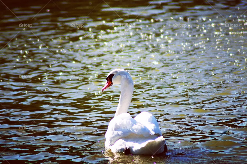 The Swan