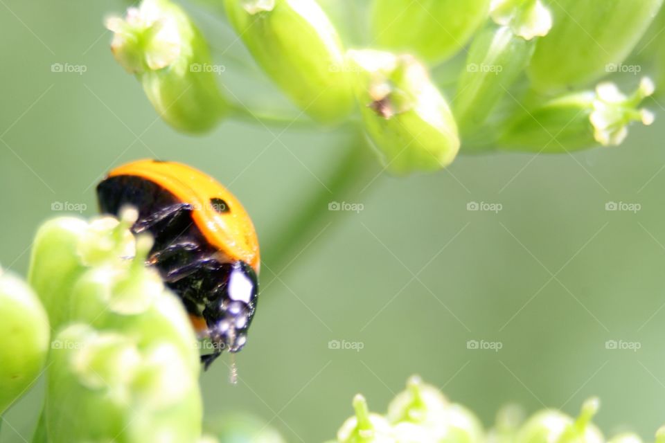 Beetle on plants