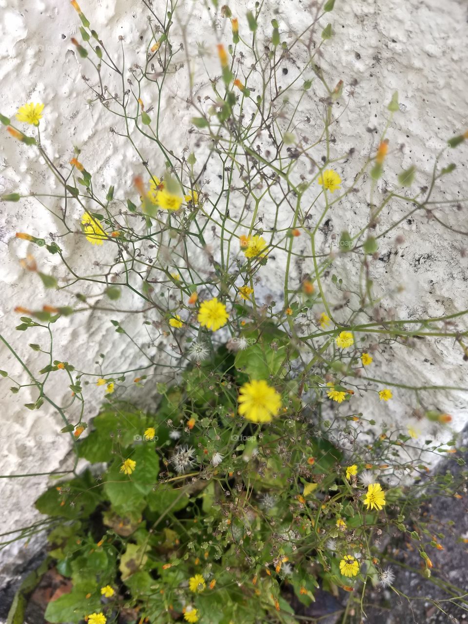 little Yellow Flowers