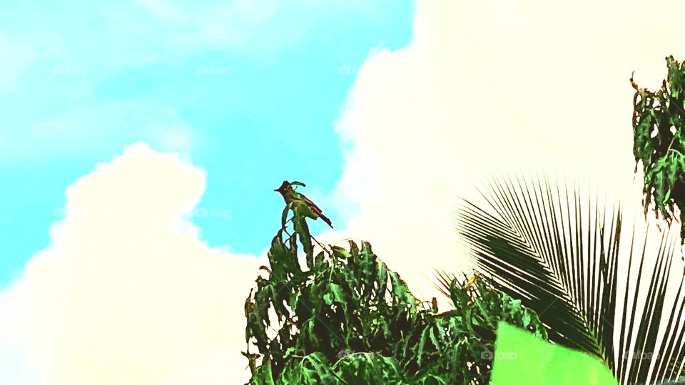 beautiful sky and lovely bird.....