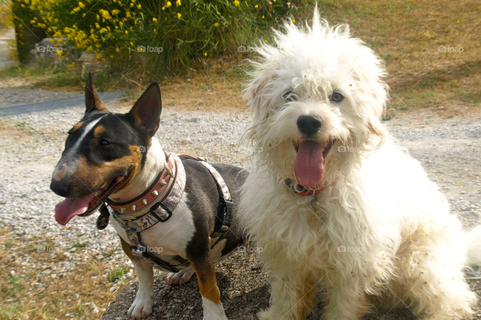 Bull terrier ans Caniche